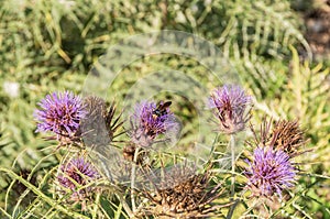 Cynara Cardunculus Native From Mediterranean Region