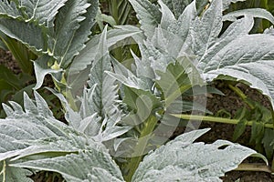 Cynara cardunculus plant