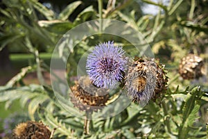 Cynara cardunculus plant