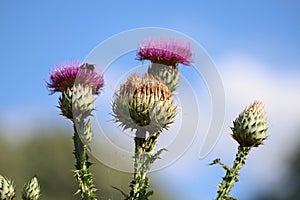 Cynara cardunculus. Purple cardoon flowers in garden.