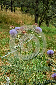 Cynara cardunculus, Wild flower closeup . Thistle.