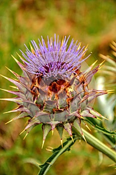 Cynara cardunculus, Wild flower closeup . Thistle.