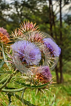 Cynara cardunculus, Wild flower closeup . Thistle.