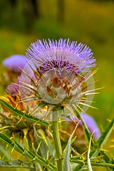 Cynara cardunculus, Wild flower closeup . Thistle.