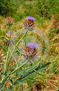 Cynara cardunculus, Wild flower closeup . Thistle.