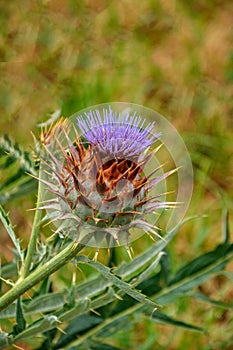 Cynara cardunculus, Wild flower closeup . Thistle.