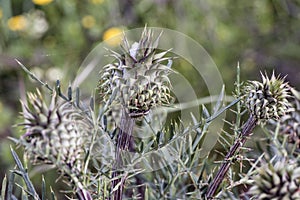 Cynara humilis Greek kynara is a variety of wild green artichoke plant with large pointed prongs