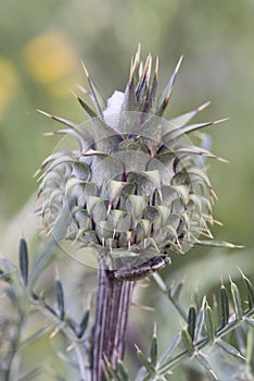 Cynara humilis Greek kynara is a variety of wild green artichoke plant with large pointed prongs