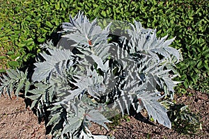 Cynara scolymus, early spring in gardens of Zagreb, Croatia