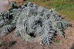 Cynara scolymus, early spring in gardens of Zagreb, Croatia