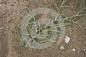 Cynodon dactylon close up