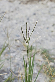 Cynodon dactylon close up