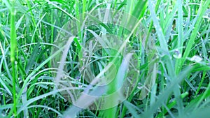 Cynodon dactylon doob grass