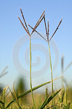 Cynodon dactylon, grama, Allergens Plants