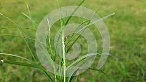 Cynodon dactylon grass.