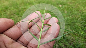 Cynodon dactylon grass.