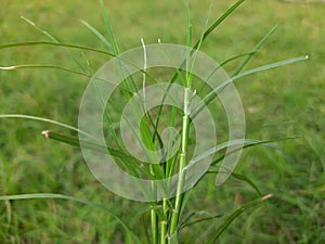 Cynodon dactylon grass.