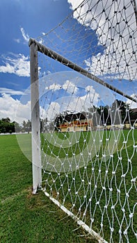 Cynodon Dactylon Grass
