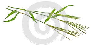 Cynodon dactylon, known as Bermuda grass, Dhoob, durva grass, ethana grass, dubo, dog`s tooth grass. Isolated.