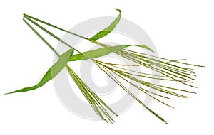 Cynodon dactylon, known as Bermuda grass, Dhoob, durva grass, ethana grass, dubo, dog`s tooth grass. Isolated.