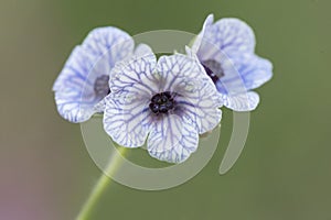 Cynoglossum creticum blue hounds tongue Medium-sized plant with small blue or purple flowers with darker veins and green fruits