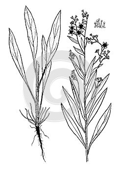 Cynoglossum creticum botanical illustration