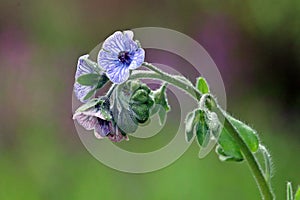 Cynoglossum creticum. Plant with small blue and pink flowers.