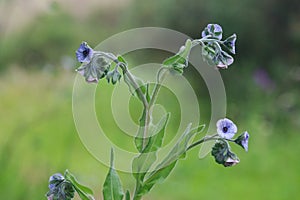 Cynoglossum creticum. Plant with small blue and pink flowers.