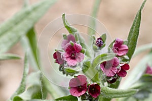 Cynoglossum officinale