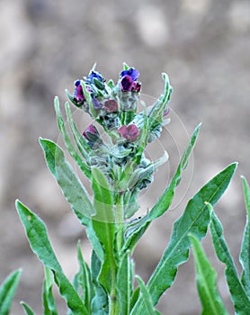 Cynoglossum officinale blooms in nature