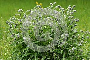 Cynoglossum officinale blooms in nature