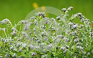 Cynoglossum officinale blooms in nature