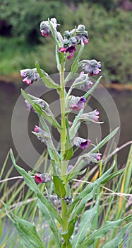 Cynoglossum officinale blooms in nature