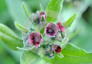 Cynoglossum officinale blooms in nature