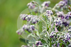 Cynoglossum officinale blooms in nature