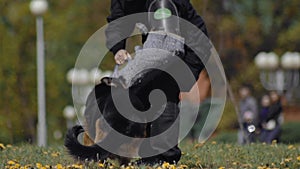 Cynologist shepherd dog bites and clings to the criminal's hand during training show. Military dog follow police officer