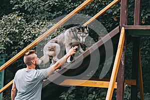 cynologist with siberian husky dog on stairs obstacle