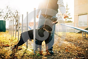 Cynologist with sniffing dog, training outside