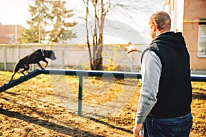 Cynologist trains a dog to keep balance