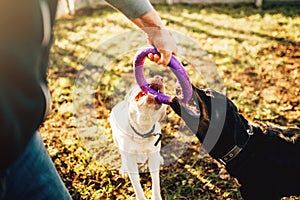 Cynologist works with military dogs outside