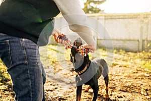 Cynologist works with service dog outside