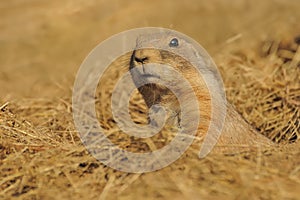 Cynomys ludovicianus - Black-tailed Prairie Dog