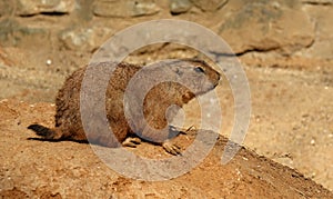 Cynomys ludovicianus on a rock