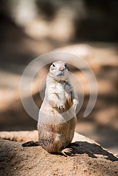 Cynomys ludovicianus standing at a lair and watching