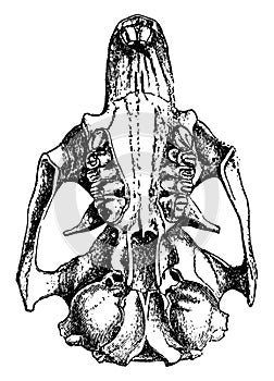 Cynomys Ludovicianus, vintage illustration