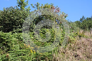 The Cynon valley walk in summer