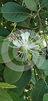 Cynophalla flexuosa , Capparis micracantha white flower and Green fruit