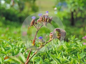 Cynotis Tuberosa â€“ species of flower found in Kaas Plateau