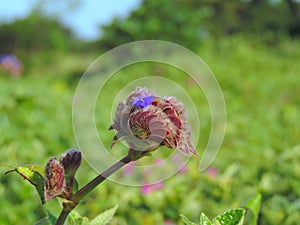 Cynotis Tuberosa â€“ species of flower found in Kaas Plateau