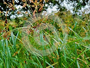 Cyperaceae grass in the meadow